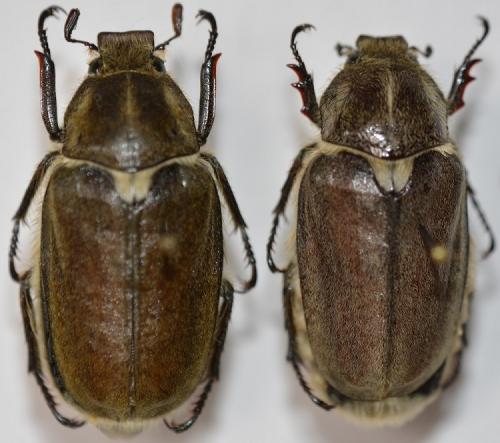 Anoxia villosa